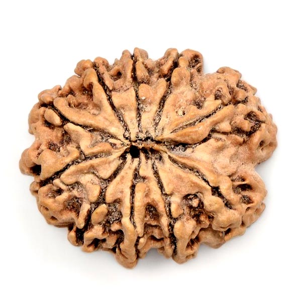 10 Mukhi
