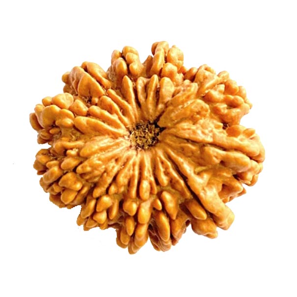 11 Mukhi