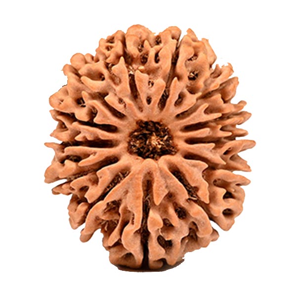 13 Mukhi