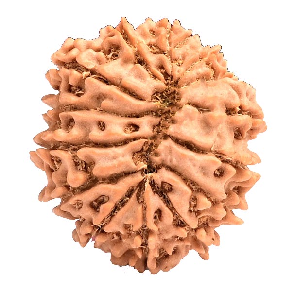 14 Mukhi