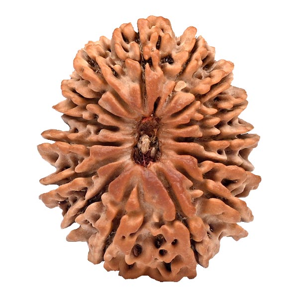 15 Mukhi