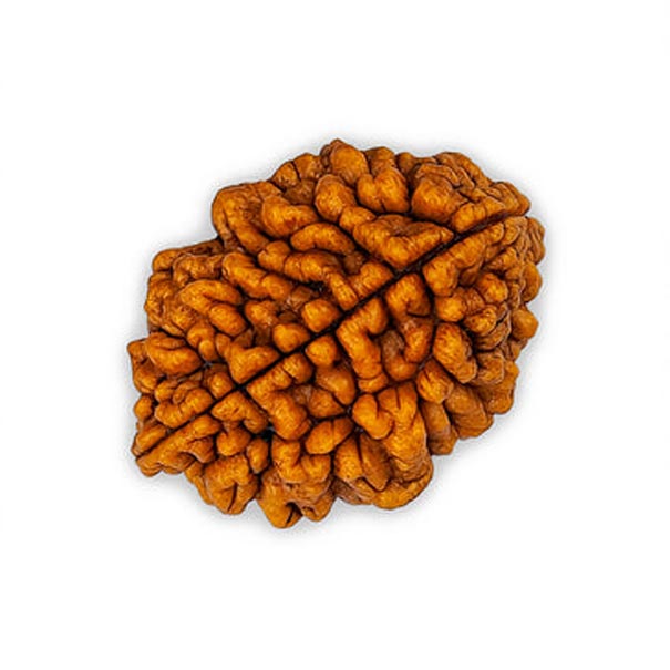 2 Mukhi
