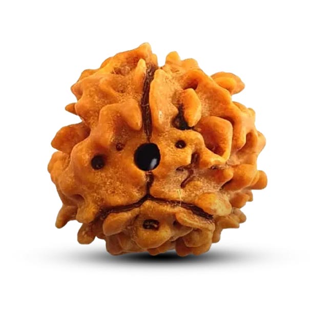 3 Mukhi
