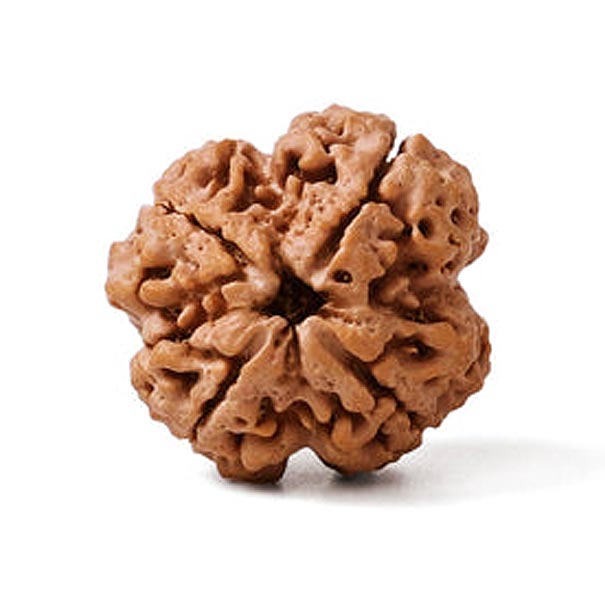 4 Mukhi