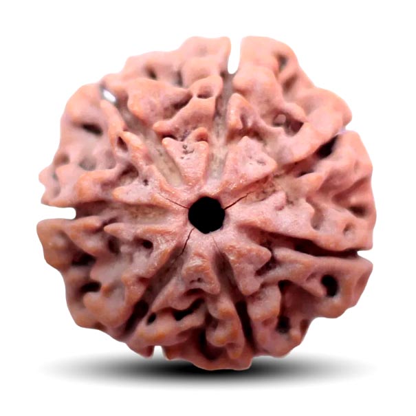 7 Mukhi