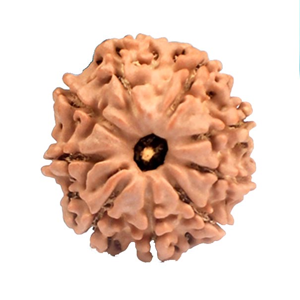 9 Mukhi