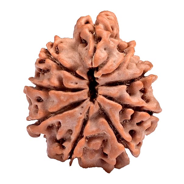 Ganesh Rudraksha
