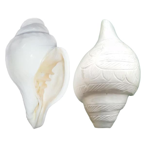 Shankh
