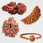Rudraksha